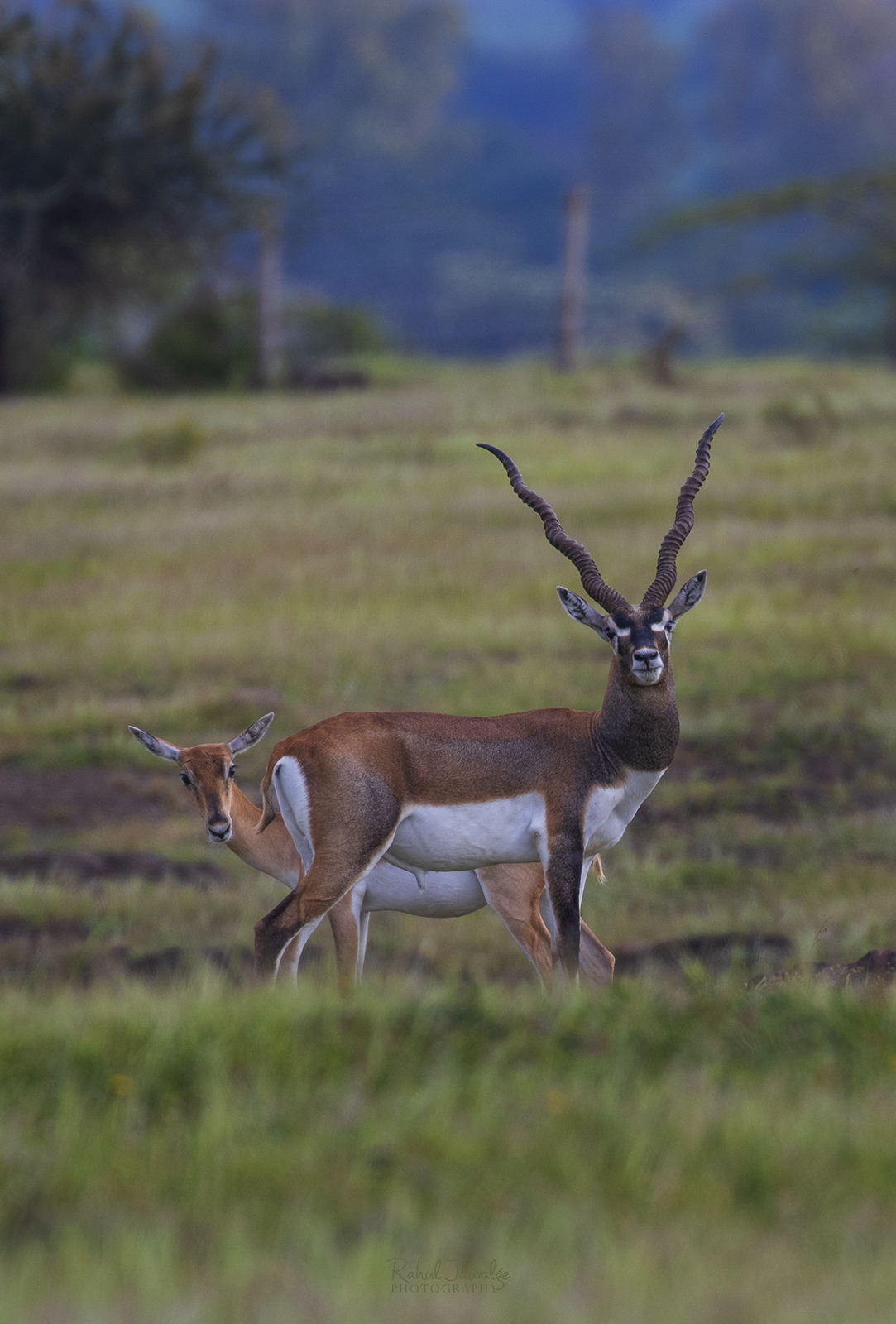 blackbuck