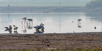 all-migratory-birds-1