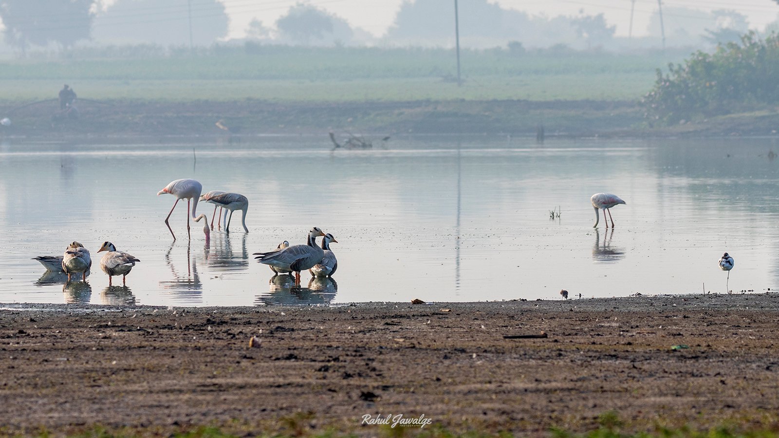 all-migratory-birds