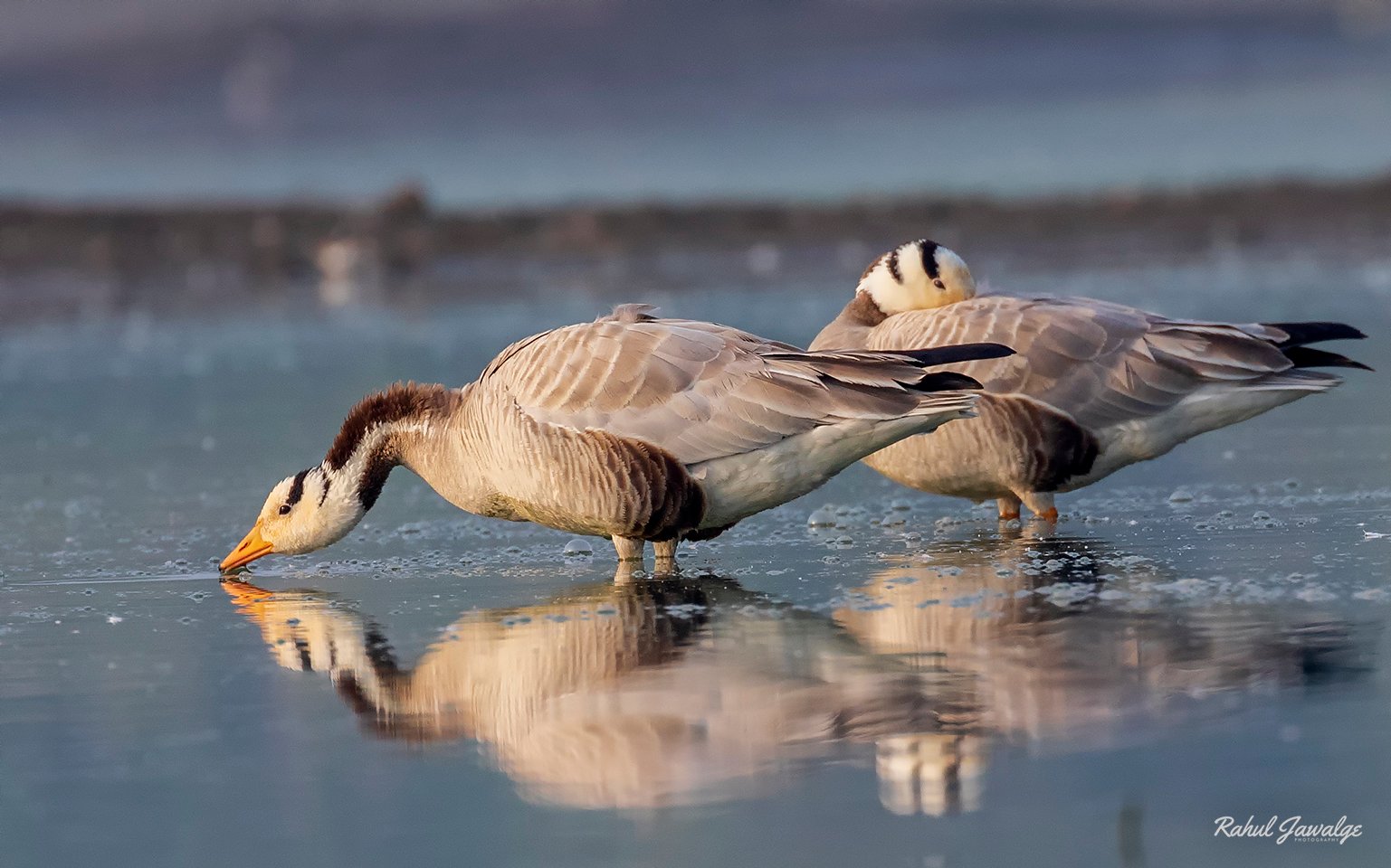 bar-headed-goose1