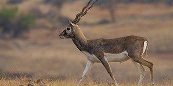 black-buck6-1