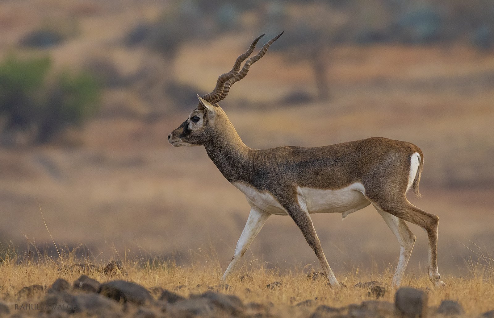 black-buck6