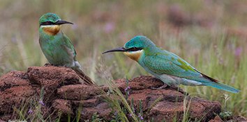 blue-cheeked-bee-eater3-1