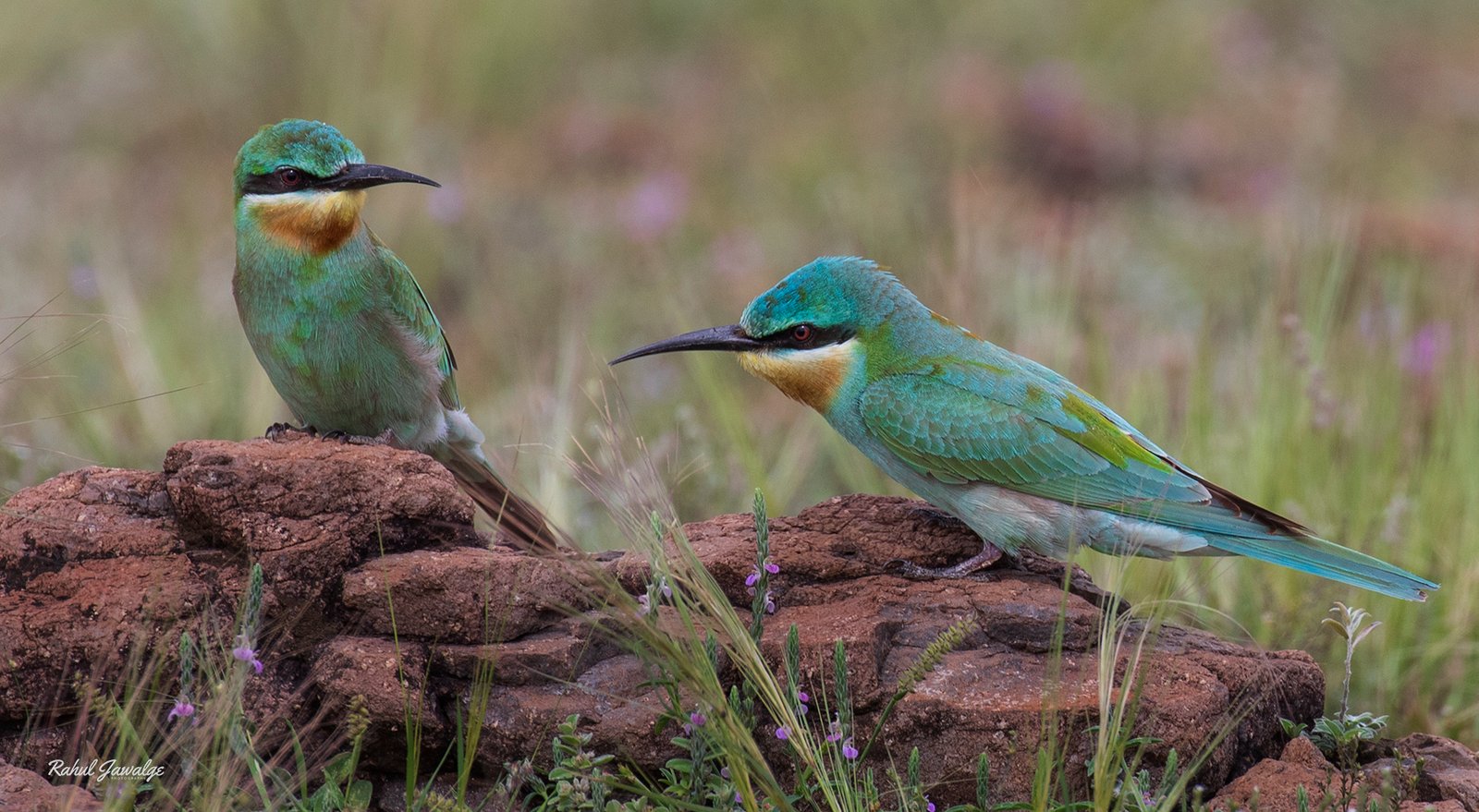 blue-cheeked-bee-eater3