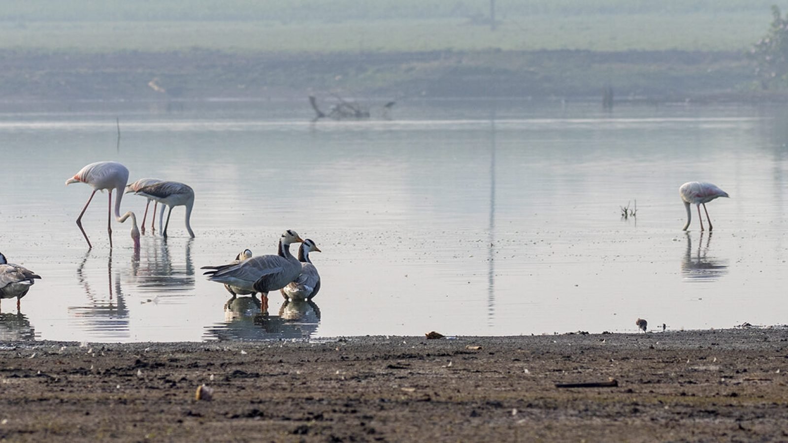 all-migratory-birds
