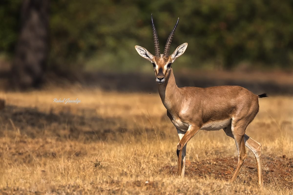 chinkara