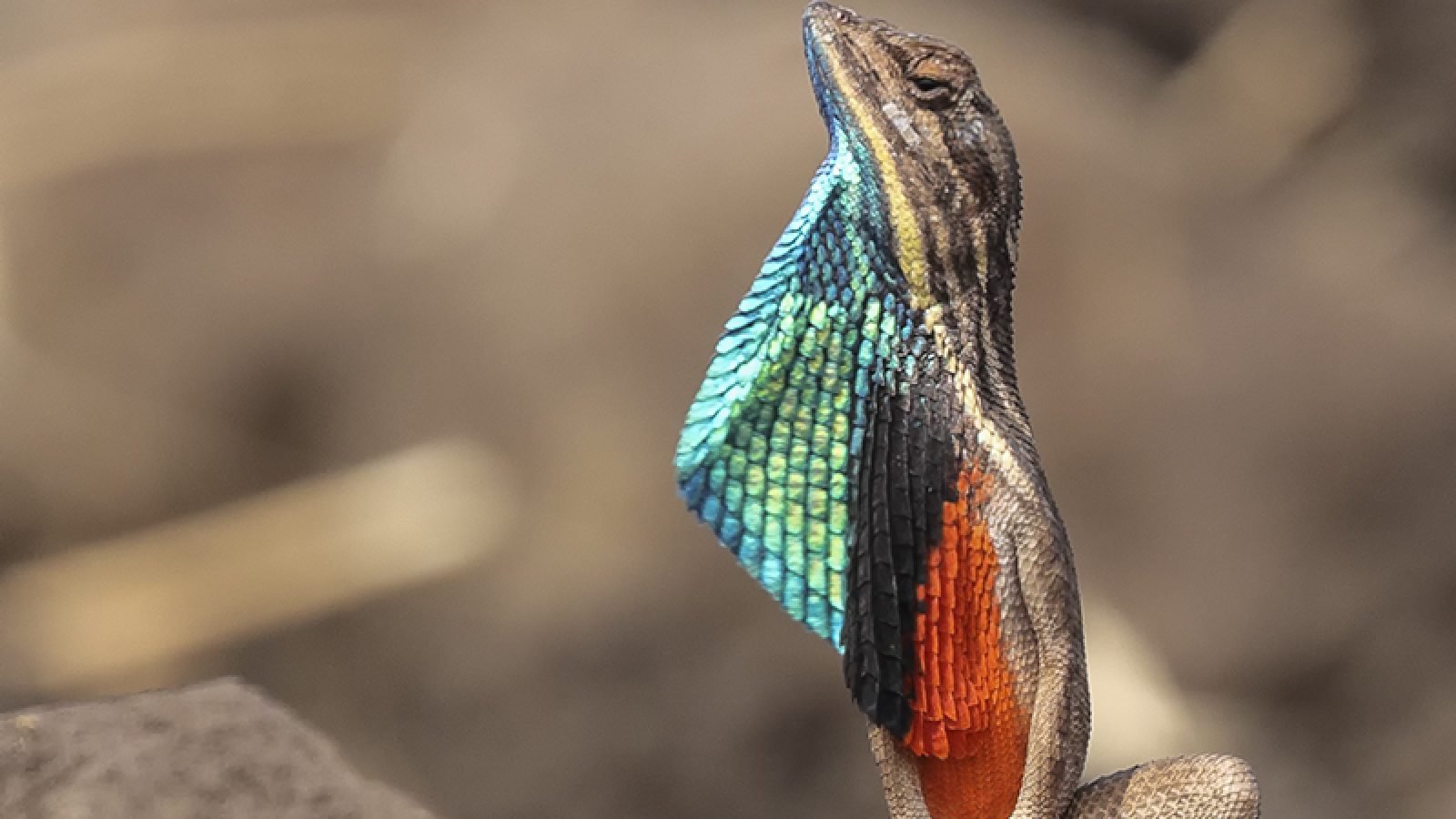 fan-throated-lizard6
