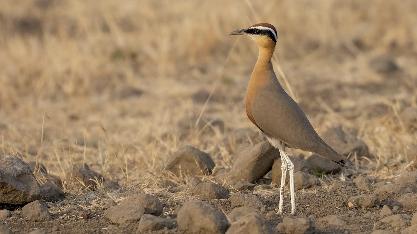 indian-courser