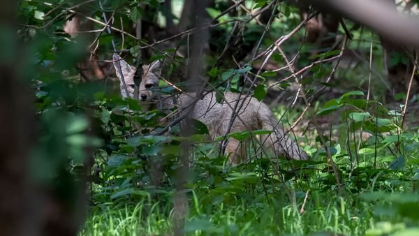 indian-fox