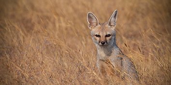 indian-fox1-1