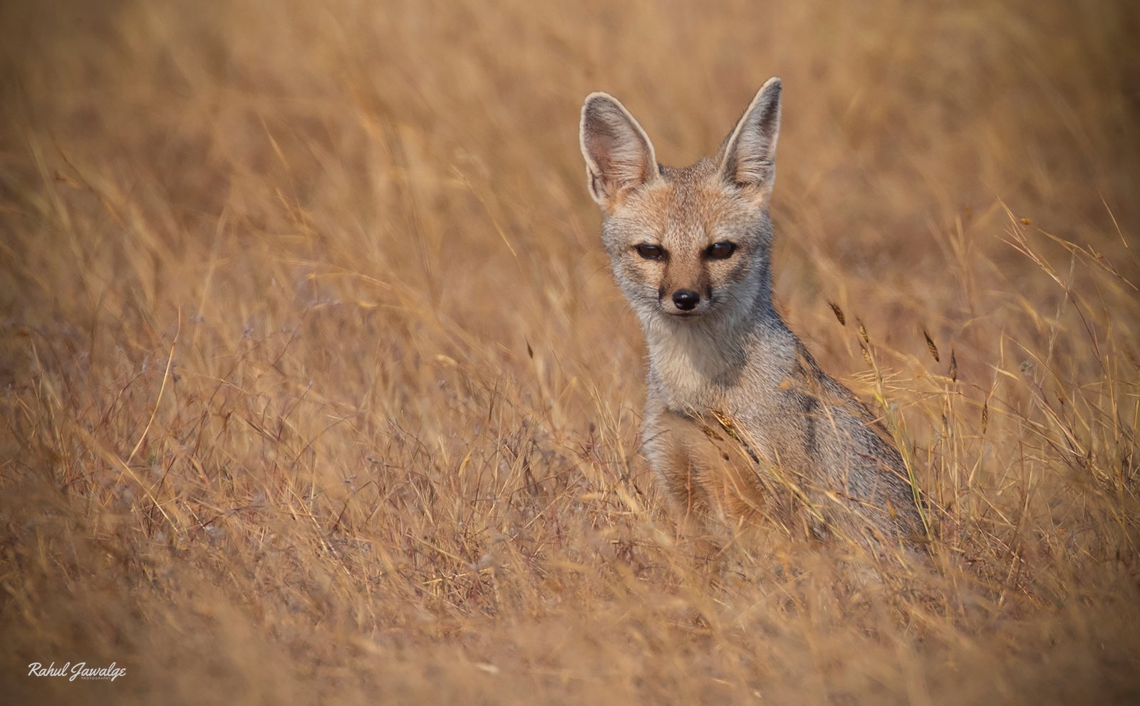 indian-fox1
