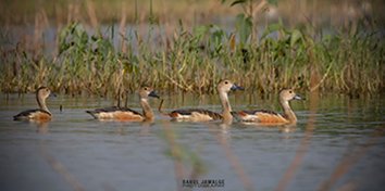 lesser-whistling-ducks-1